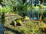 FZ019958 Marsh frogs (Pelophylax ridibundus).jpg